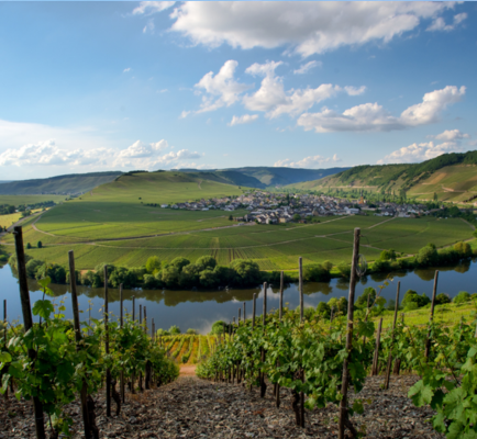 Weingut Dr. Fischer/J.Hofstätter