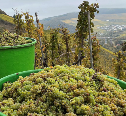 Weingut Dr. Fischer/J.Hofstätter