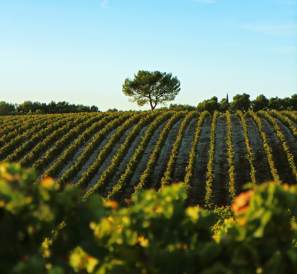 Vignes des Deux Soleils