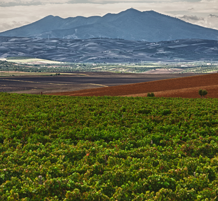 Vigneti del Vulture