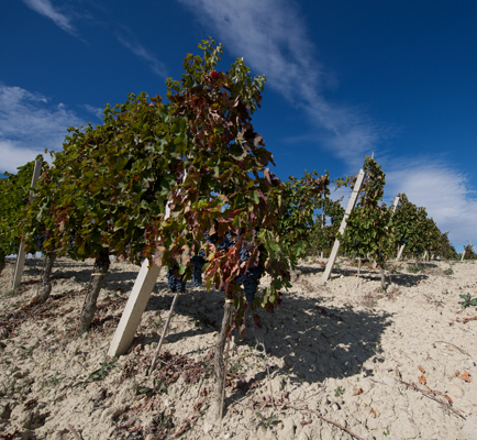 Vigneti del Vulture