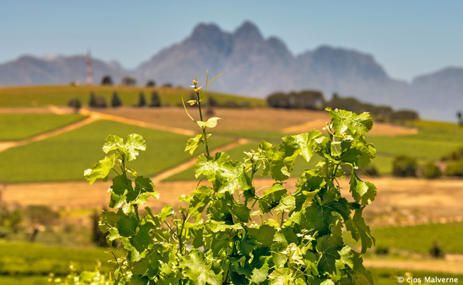 Stellenbosch