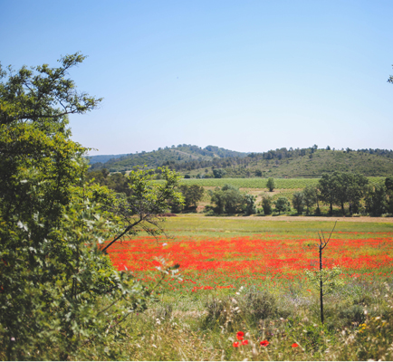 Domaine Montlobre