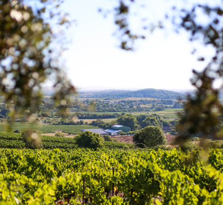 Vignes des Deux Soleils