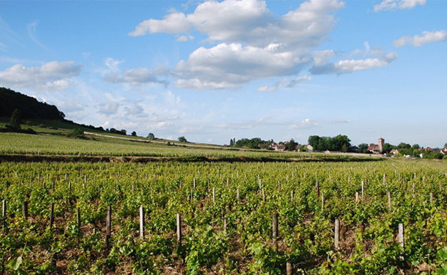 Domaine Dominique Gallois