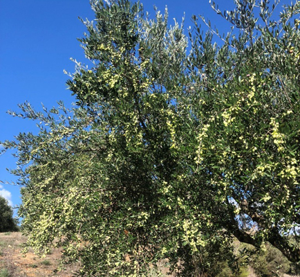 Horia Olivenöle