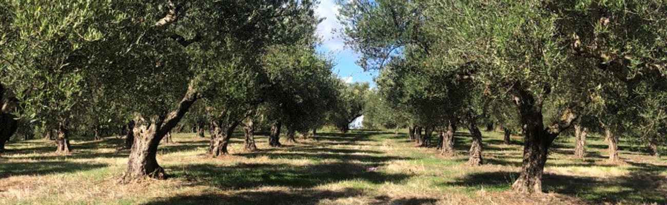 Horia Olivenöle