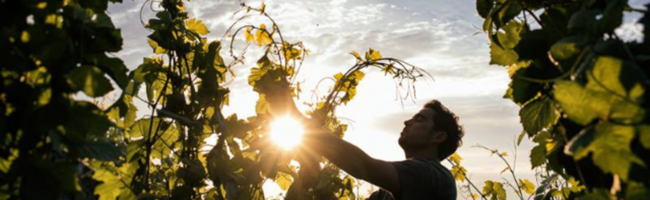 Domaine Jean-Marc Bouley