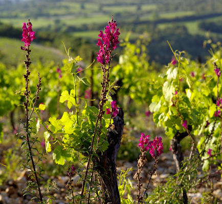 Mas de Daumas Gassac