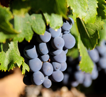 Bodegas y Vinedos Maurodos - San Román