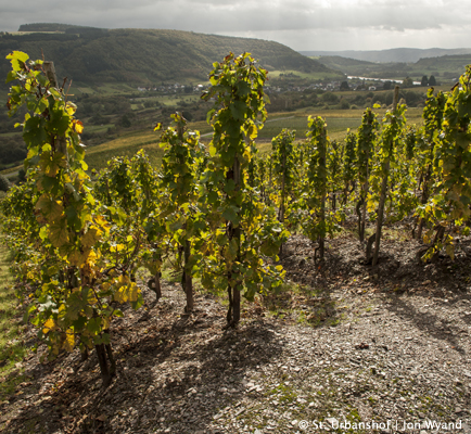 Mosel