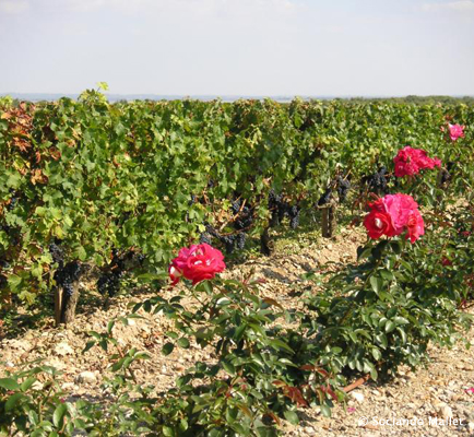 Haut Médoc