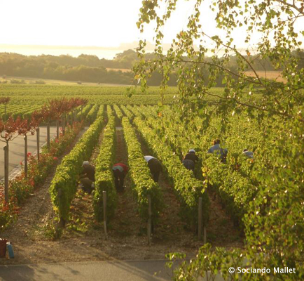 Haut Médoc