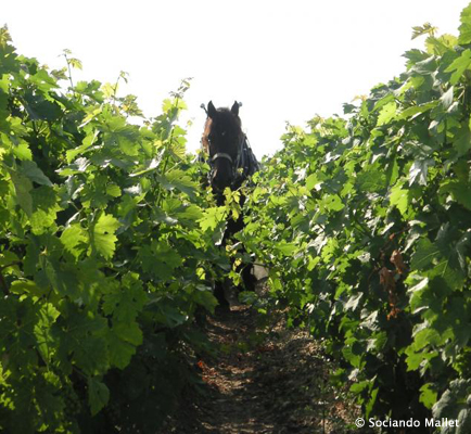 Haut Médoc