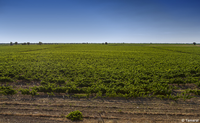 Ribera del Duero