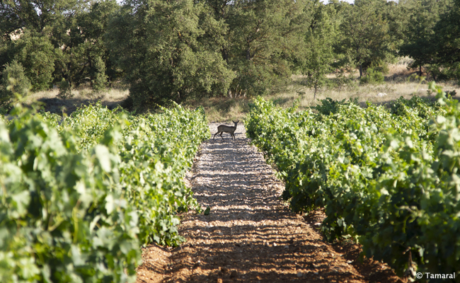 Ribera del Duero