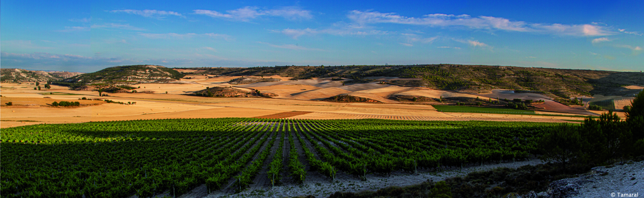 Ribera del Duero