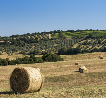 Tenuta di Lilliano