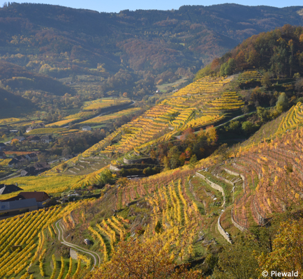 Wachau