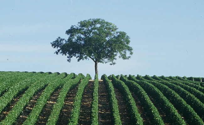 Domaine Paul Thomas