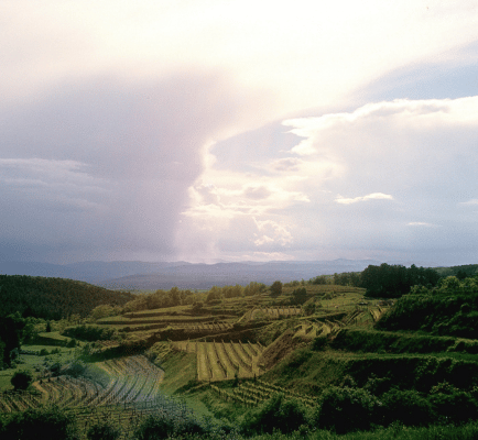 Weingut Josef Fritz