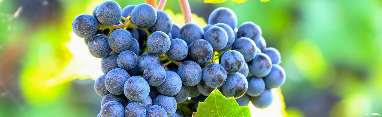 Nebbiolo