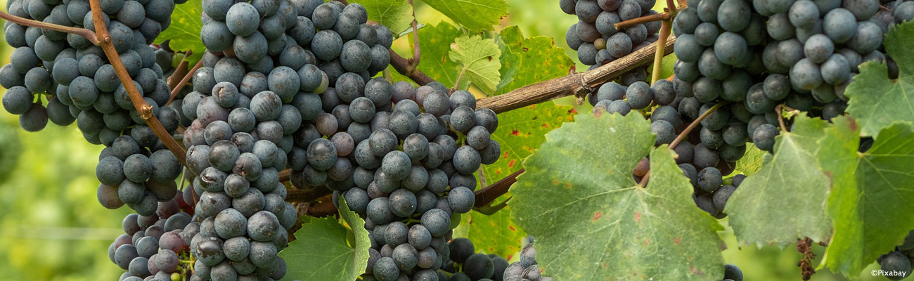 Nero d'Avola