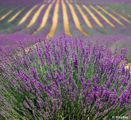 Côtes de Provence