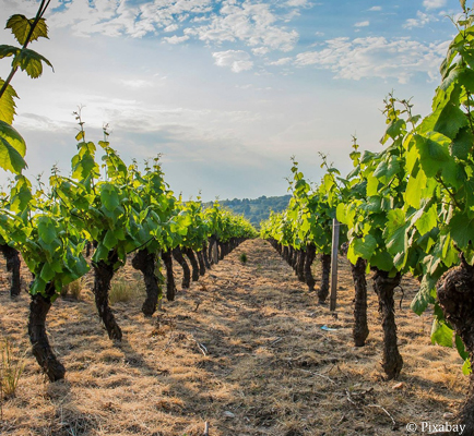 Beaujolais