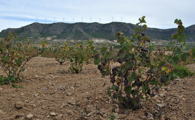 Jumilla