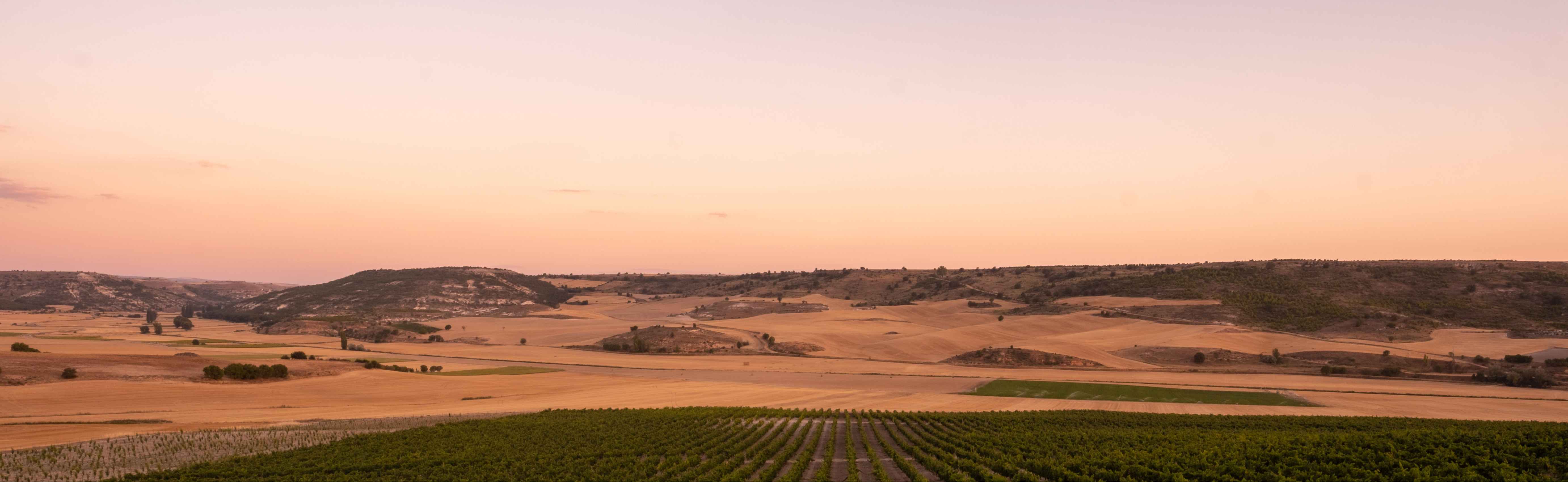 Bodegas y Vinedos Tamaral