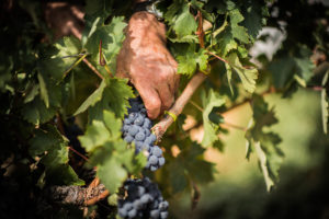 Trauben Marqués de Cáceres Weinreben in den Weingärten von Marqués de Cáceres