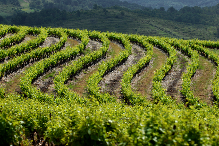 Im Süden Frankreichs findet jener Wein seinen Ursprung, der sich perfekt für den Ausbau in edlen Eichenbarriques und somit für Gottardis Barrique-Kollektiv eignet.