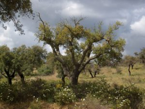 Eine Korkeiche in Portugal.