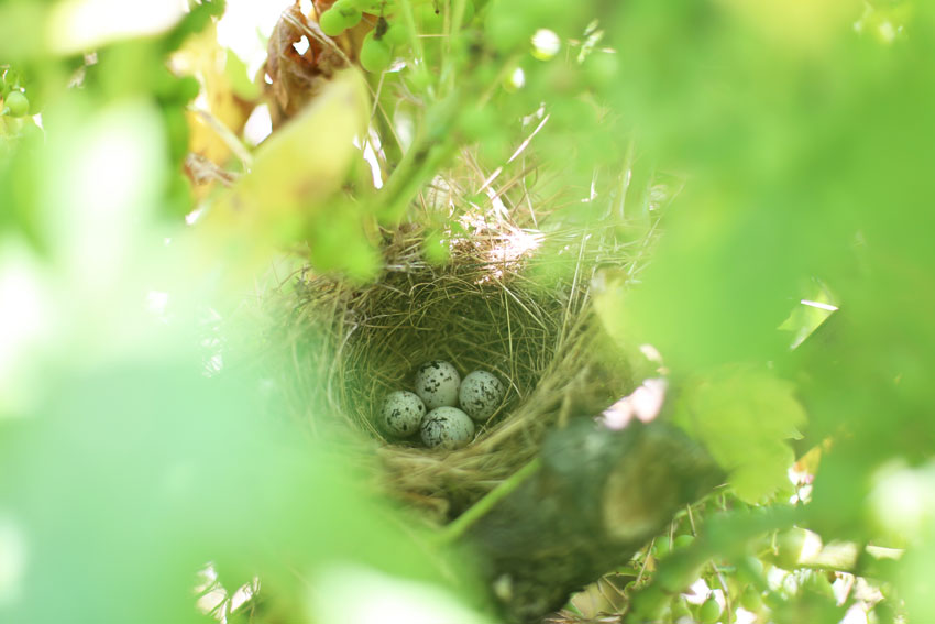 Vogelnest im Weingarten