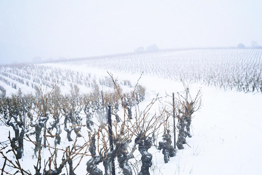 Weinberge im Schnee