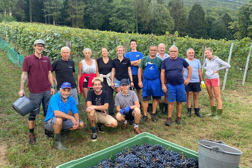 Ernteteam bei der Weinlese am Weingut Gottardi