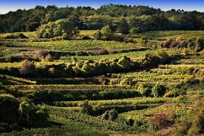 Weinberge der Rergion Wagram