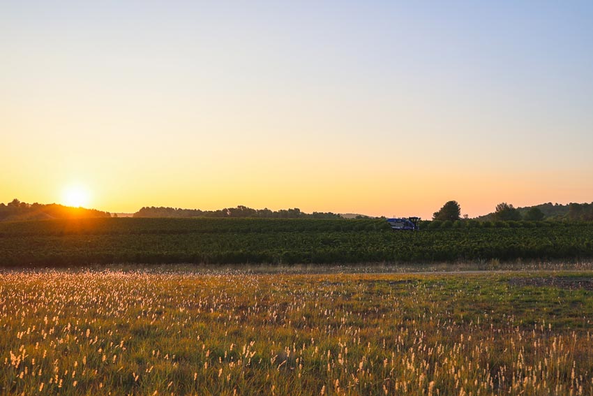 Weinberge voller Chardonnay in Südfrankreich