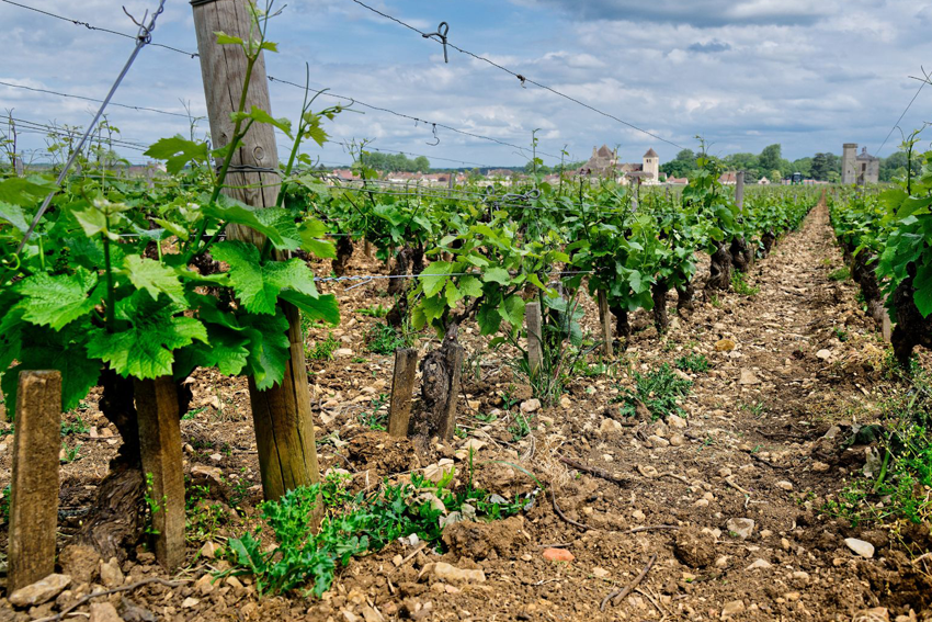 Weinberge in Burgund