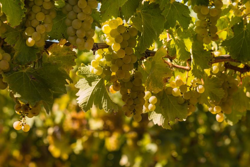 Sauvignon Trauben am Rebstock